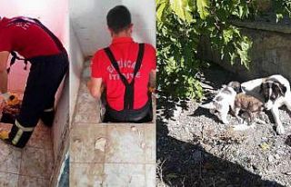 Düştükleri kuyuda mahsur kalan 2 köpek yavrusu,...