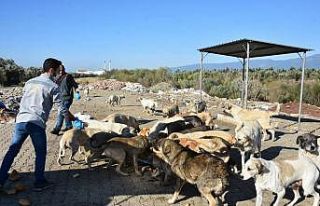 Edremit Belediyesi sokak hayvanlarını unutmuyor