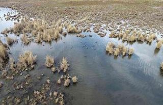 Ekşisu Sazlığında biyolojik çeşitlilik izleme...