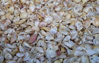 Elazığ’da ikinci ürün olarak sarımsak ekimi...