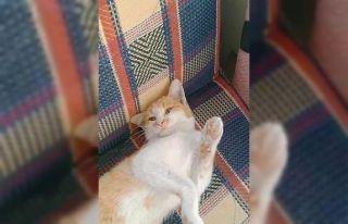 Elazığ’da taksici ile kedinin “Sabah mesaisine...