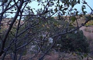 Elazığ’da yalancı bahara aldanan kiraz ağaçları...