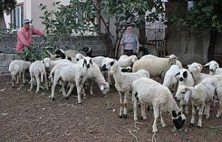 Emekli ikramiyesiyle aldığı 27 koyunu çalındı