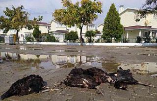 Enez’de aç kalan köpekler 9 tavuk ve 1 horozu...