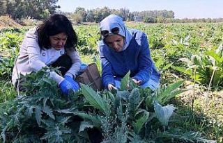 Enginar zararlarıyla mücadele devam ediyor