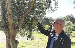 Erdekli zeytin üreticisi yağmuru bekliyor