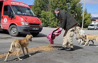 Erzincan’da sokak hayvanları için besleme çalışması...