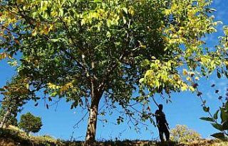 Erzincan’ın Sancak kenti Kemah: 32 bin ceviz ağacı...