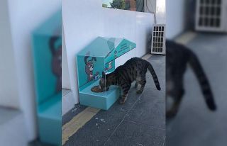 Erzurum sokak hayvanlarının yanında