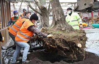Esenyurt’ta asırlık zeytin ağaçlarını kesilmekten...