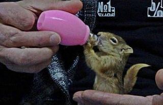 Evine aldığı yavru sincabı biberonla besliyor