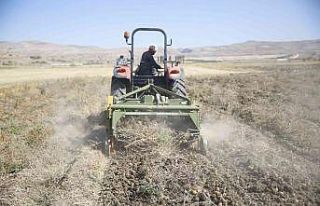 Faydalı böcek yetiştiriciliği için ekilen patatesler...