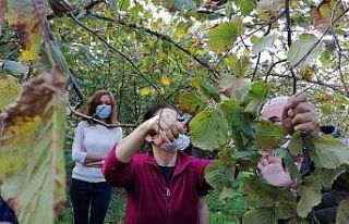 Fındığın verimini arttırmak için budama eğitimi...