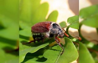 Fındıkta ‘mayıs böceği’ sorunu