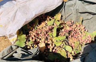 Fıstık çalmak isteyen şahıslar bekçilere yakalandı