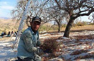 Fiyatı altınla yarışıyor, hasadına başlandı