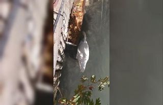 Gagası ile balıkları besleyen kuğu görenleri...