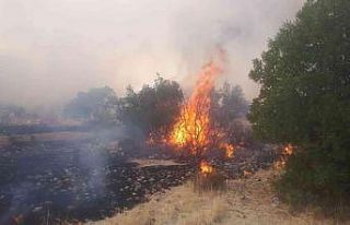Gaziantep’te orman yangını