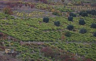 Geçimlerini üzümden sağlayan mahallenin yarısını...