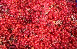 ’Gençlik iksiri’ kış öncesi rağbet görüyor