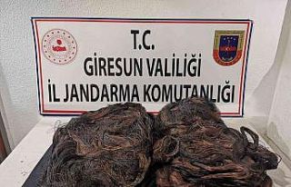 Giresun’da kablo hırsızlığından 2 kişi tutuklandı