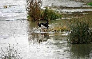 Göç yolunda olması gerekiyordu Kızılırmak’ta...