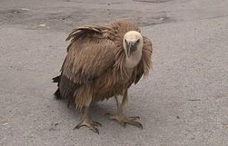 Göç yolunda yorulan akbaba Arnavutköy’e indi