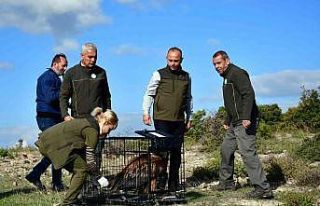 Göç yolunda yorulan kızıl akbaba doğaya salındı