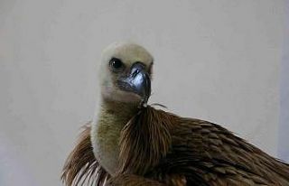 Göç yolunda yorulan kızıl akbaba Marmara Denizi’ne...