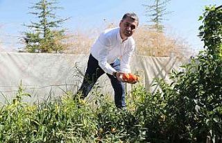 Gölbaşı Belediyesinden çiftçiye hibe buğday...
