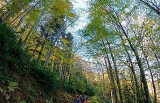 Görsel şöleni görmek için Örümcek Ormanlarına...