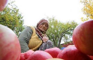 Gümüşhane elmasında hasat başladı