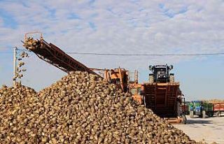 Günyüzü ilçesinde şeker pancarı teslimatı başladı