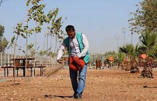 Harran Kent Parkında çimlendirme çalışması başlatıldı