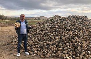 Hasat telaşı başladı: Hedef 550 bin ton pancardan...