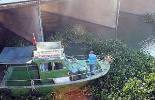 Hatay’da Asi Nehri’ni kaplayan su sümbülleri...