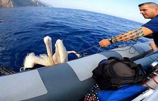 Hatay’da denizde bulunan yaralı pelikan tedavi...