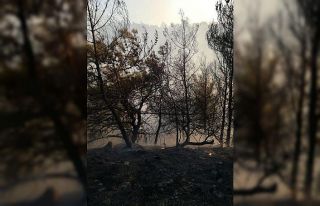 Hatay’da orman yangını