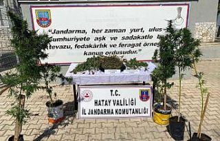 Hatay’da uyuşturucu operasyonuna 1 tutuklama