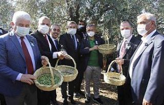 Hatay’da "Zeytin ve Zeytinyağı Festivali"...