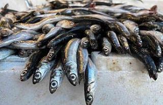 Havalar soğuyunca hamsinin boyu 13 santime çıktı