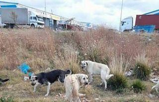 Havaların soğumasıyla sokak hayvanlarının beslenme...