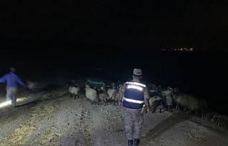 Hayvan besicilerinin kabusu haline gelen hayvan hırsızları...