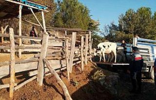 Hayvan hırsızı suçüstü yakalandı
