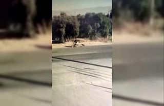 Hayvanları Koruma Günü’nde köpeğe işkence...