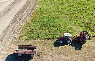 Hedef 550 bin ton pancardan 82 bin ton şeker üretimi