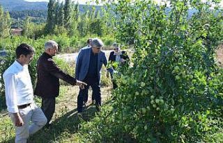 Hünnap ulusal pazarın gözdesi oldu