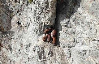 Iğdır’da kaybolan 8 küçükbaş hayvan drone...