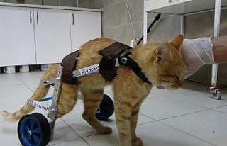 İki bacağını kaybeden kedi, yürüteçle yeniden...