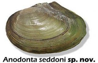 İki yeni midye türü keşfedildi